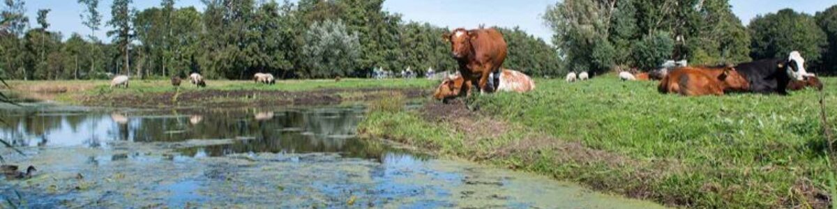 Cheese Valley - ANWB Cycling