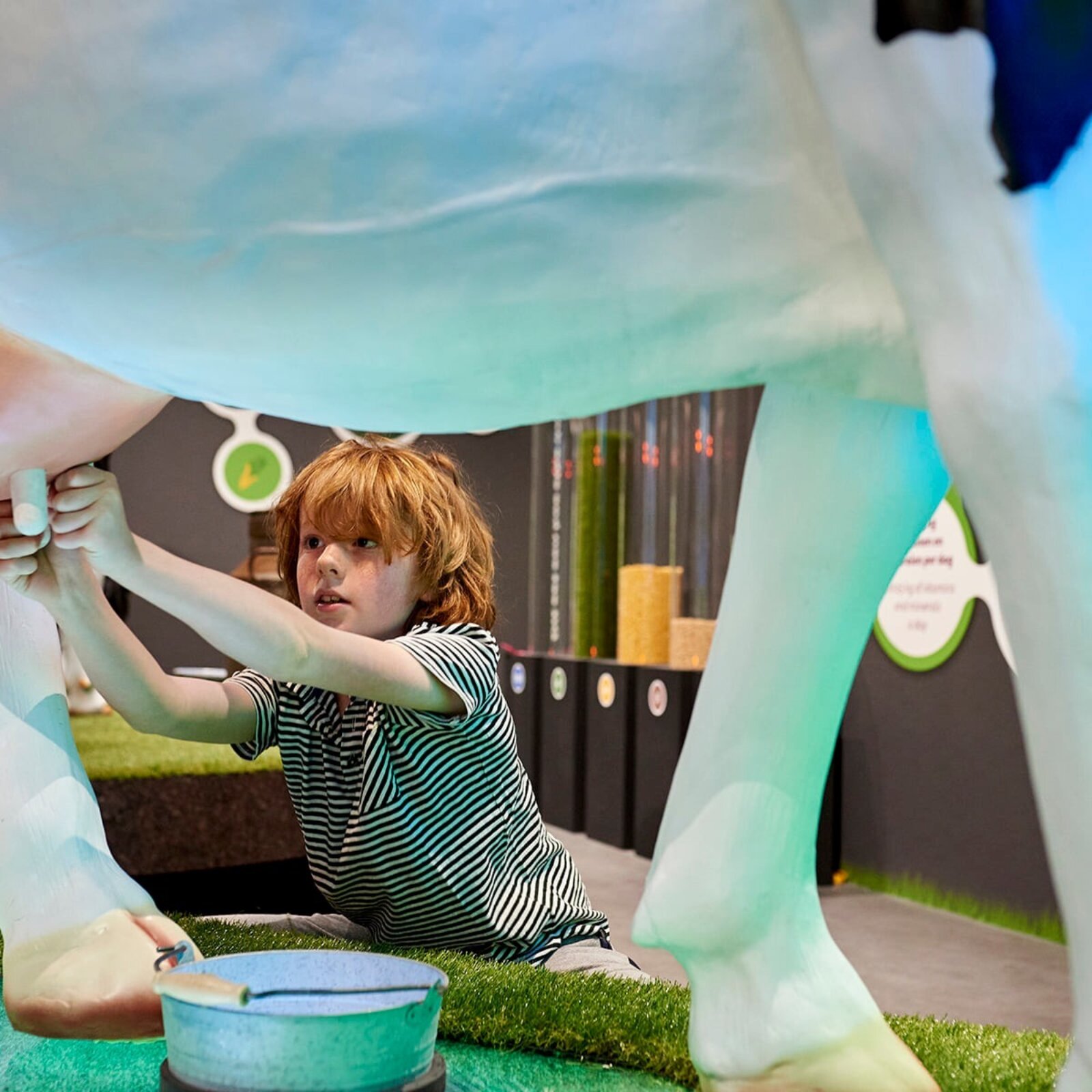 Gouda-Käse-Erlebnis