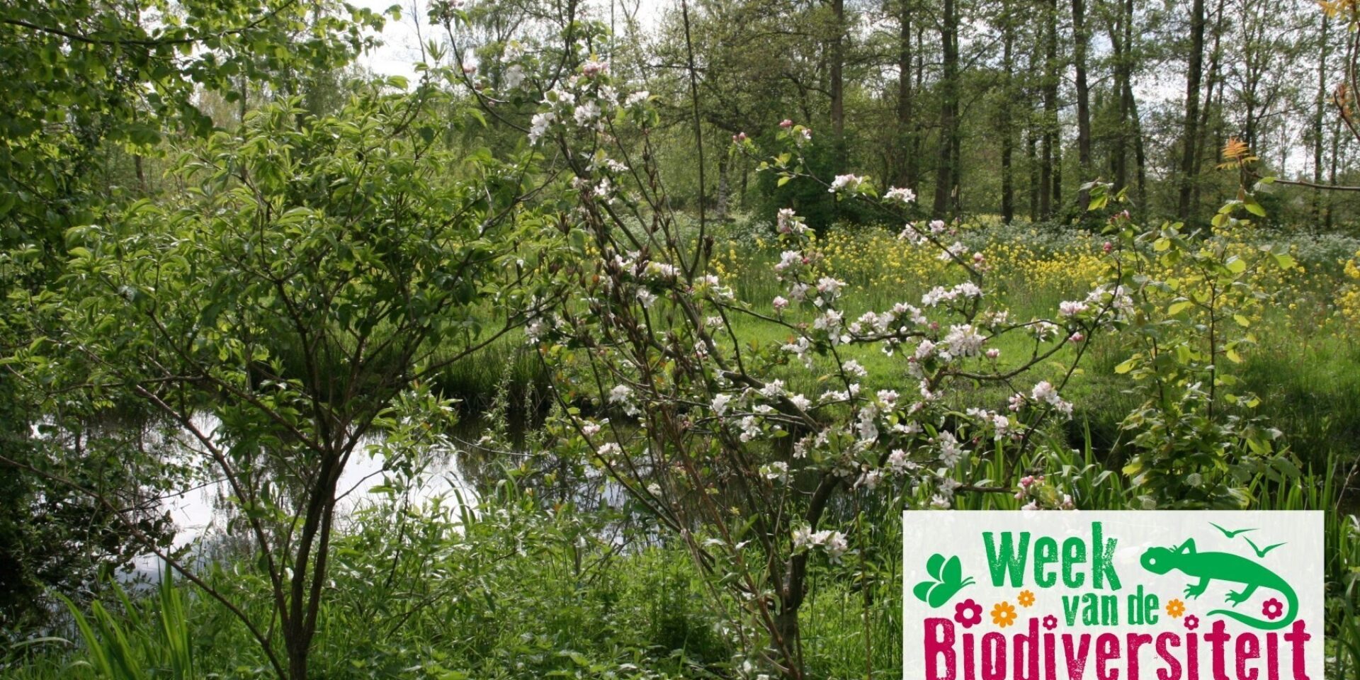 Guided Tours of the Goudse Hout Food Forest