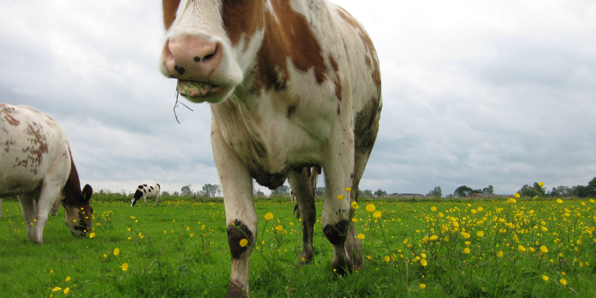 Kaasboerderijen - Uitgelicht