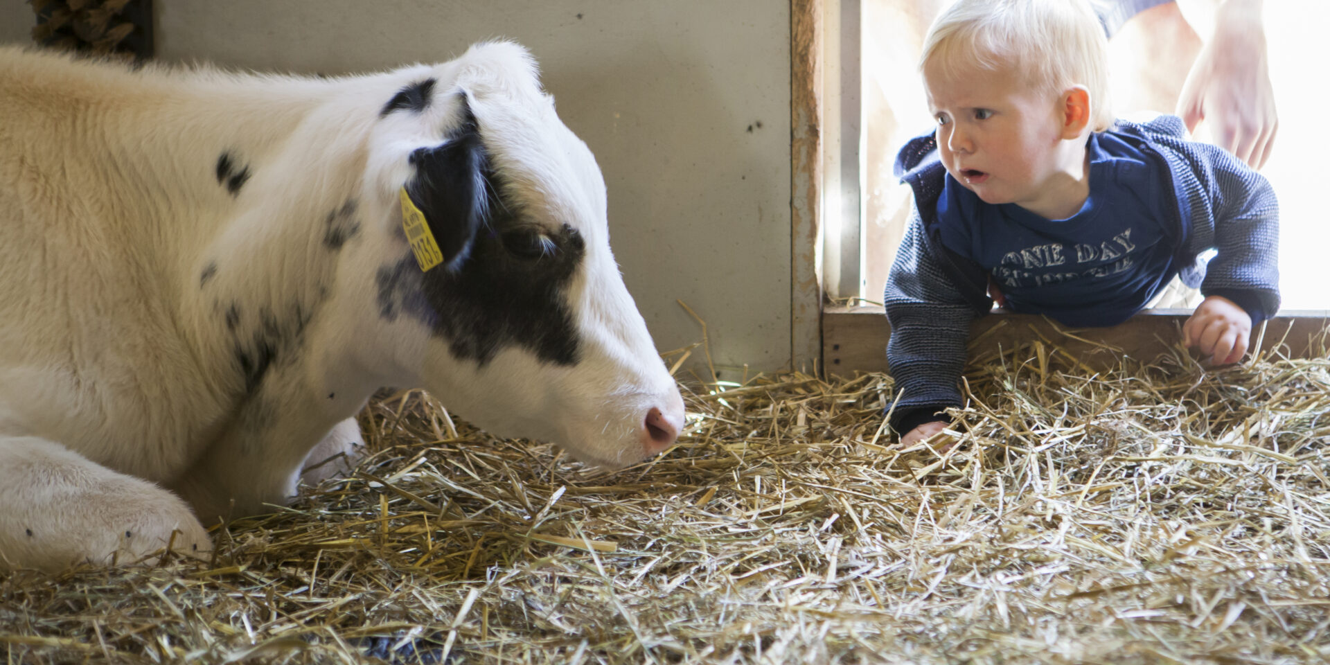 Plenty of activities at the Goudse Hofsteden petting zoo during the Christmas holidays