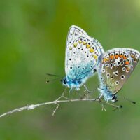 1440x10802026 04 09 Jan Spoel tedere verbondenheid 2 A2 1