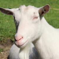 Volop activiteiten op de kinderboerderij tijdens de voorjaarsvakantie - Uitgelicht