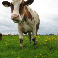 Kaasboerderijen - Uitgelicht