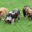 Kinderboerderij De Goudse Hofsteden - Uitgelicht