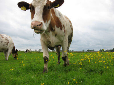 Kaasboerderijen - Uitgelicht