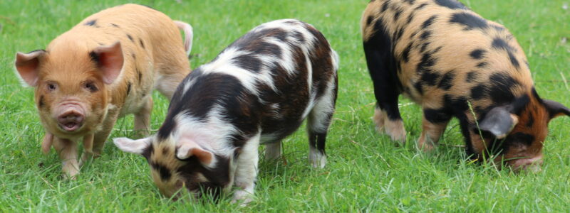 Kinderboerderij De Goudse Hofsteden - Uitgelicht