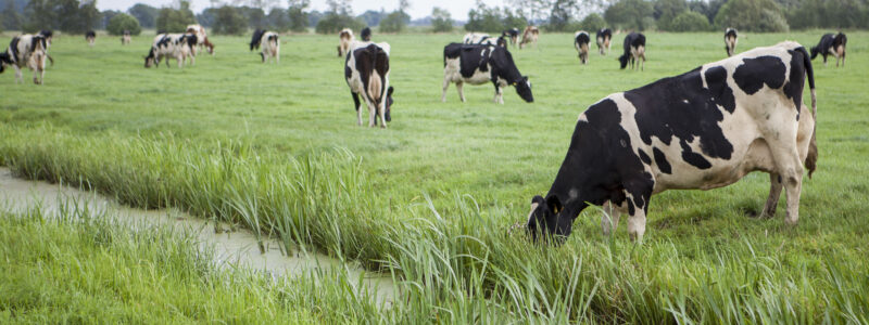 Fietsroute: KoeKaasRoute Rotterdam - Gouda 57km