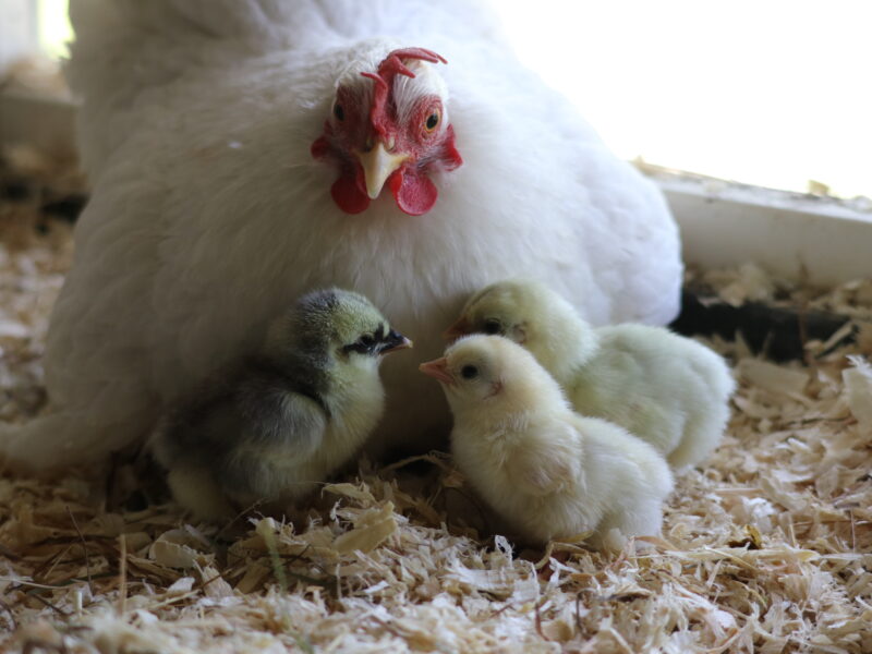 Kinderbauernhof De Goudse Hofsteden 3