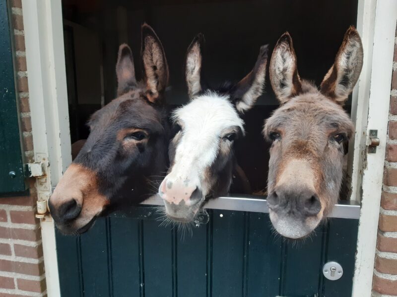 Kinderbauernhof De Goudse Hofsteden 2